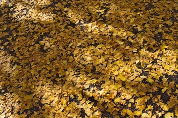 Autumn fallen leaves
