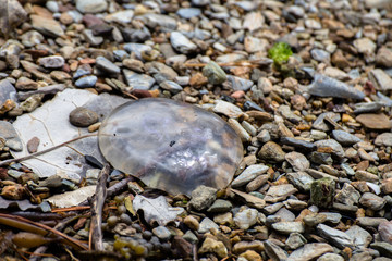 Jellyfish on the beach