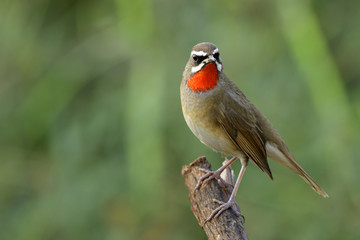 Amazed male of Siberian rubythroat (Calliope calliope) beautiful bright fire neck bird chuby looked showing velvet jewelry feathers on its chest, exotic animal