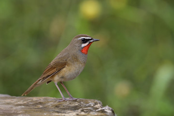 Amazed male of Siberian rubythroat (Calliope calliope) beautiful bright fire neck bird fully perching on strong rock path showing velvet feathers on its chest, exotic animal
