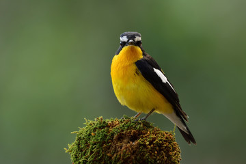 Beautiful black and yellow bird with white spot on its wings perching on mossy spot over fine green background in nature, Yellow-rumped Flycatcher ( Ficedula zanthopygia)