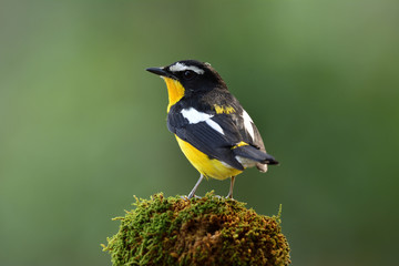 Beautiful black and yellow bird with white spot on its wings showing its back , Yellow-rumped Flycatcher ( Ficedula zanthopygia)