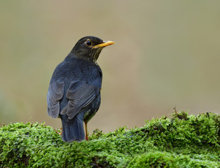 Beautiful black with white belly and yellow beaks bird perching on green mossy spot showing its back feathers profile, Male of Japanese thrush (Turdus cardis)