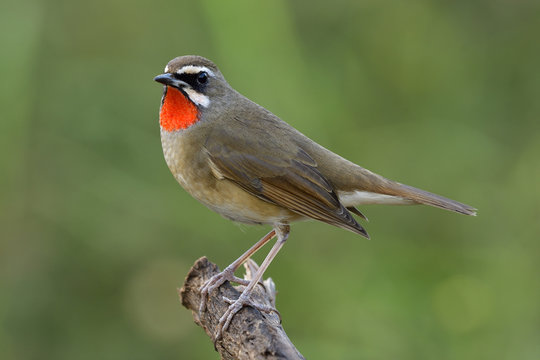 Amazed male of Siberian rubythroat (Calliope calliope) beautiful bright fire neck bird chuby looked showing velvet feathers on its chest, exotic animal