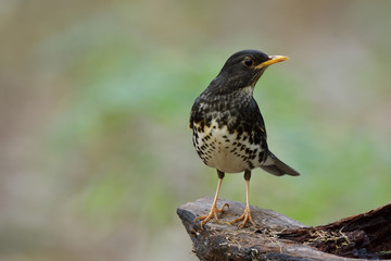 Lovely grey to black bird with yellow beaks perching on wooden log in nature showing its white marks chest feathers profile, Japanese thrush (Turdus cardis)