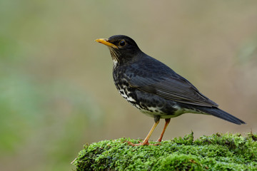 Fototapeta premium Lovely grey to black bird with yellow beaks perching on green mossy grass in nature showing its side feathers profile, Japanese thrush (Turdus cardis)