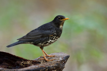Male of Japanese thrush (Turdus cardis) lovely black with white belly and yellow beaks bird perching on log over blur background in nature