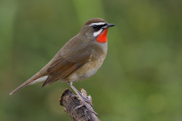 Male of Siberian rubythroat (Calliope calliope) beautiful bright orange neck bird perching on wooden branch over fine green bakcground, exotic animal