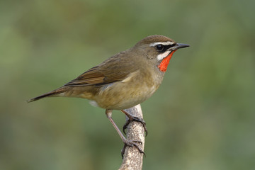 Male of Siberian rubythroat (Calliope calliope) beautiful bright orange neck bird perching on wooden branch showing velvet feathers on its cehst and side view profile, amazed animal
