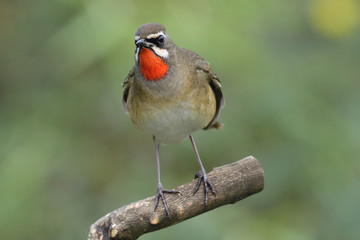 Siberian rubythroat (Calliope calliope) beautiful bright fire neck bird straitly perching on wooden branch showing velvet feathers on its chest, amazed animal