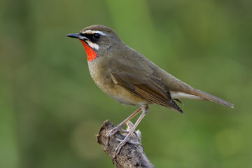 Siberian rubythroat (Calliope calliope) beautiful bright orange neck bird showing its velvet feathers while perching on wooden pole, fascinated animal