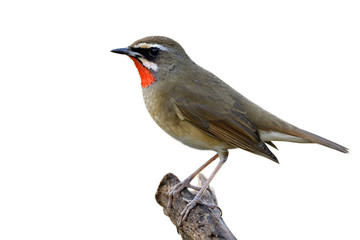 Siberian rubythroat (Calliope calliope) beautiful brown bird with bright orange neck feathers perching on wooeden pole isoalted on white background, fascinated animal
