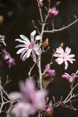 Obraz premium シデコブシ