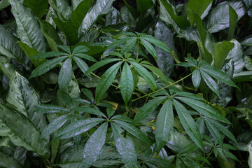 Money tree
