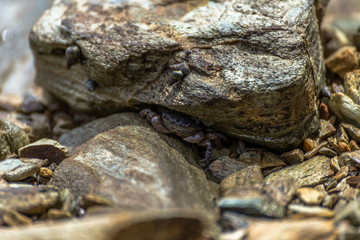 Crab hiding under a rock