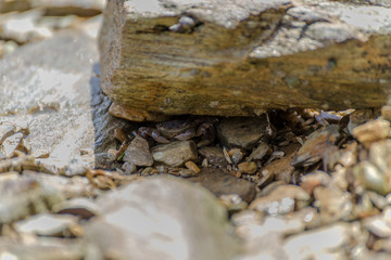 Crab hiding under a rock