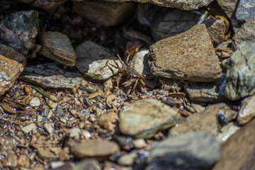 Crab hiding under a rock