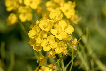Rape blossoms in early spring