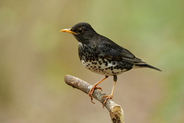 Male of Japanese thrush (Turdus cardis) Amazed black stripe bird with white belly yellow beaks and legs standing on messy ground showing its back feathers profile