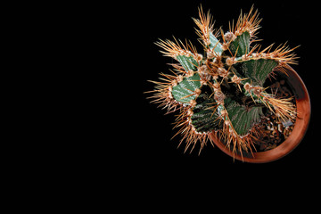 Spiny cactus with long yellow needles and white specks, top view. Plant Isolated on black background for cut out. Copy space.
