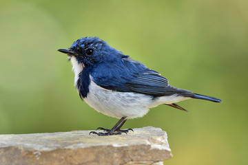 Male of Japanese thrush (Turdus cardis) Amazed black stripe bird with white belly yellow beaks and legs standing on messy ground showing its back feathers profile