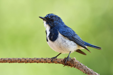 Male of Japanese thrush (Turdus cardis) Amazed black stripe bird with white belly yellow beaks and legs standing on messy ground showing its back feathers profile