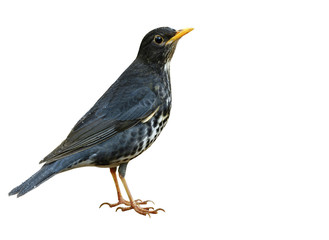Male of Japanese thrush (Turdus cardis) Amazed grey to black brid with white belly yellow beaks and legs fully standing showing details from head to tail isolated on white background