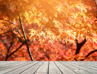 Naklejka na ściany i meble Empty wooden terrace with nature parke at autumn time