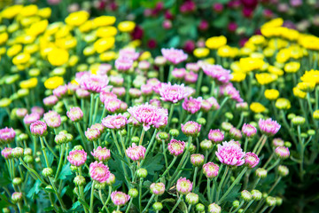 Colorful flowers in the middle of the meadow.