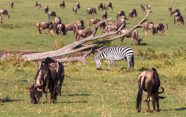 Migration wildebeest and zebras in savanna of Kenya. Africa