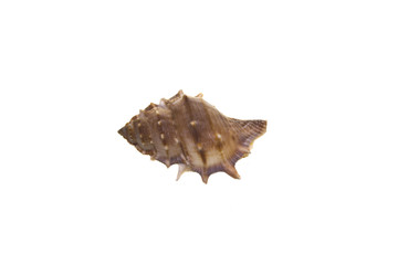 Fototapeta premium shell isolated on white background