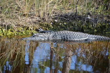 Alligator