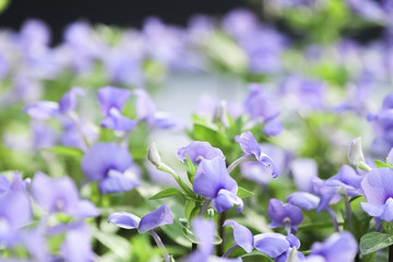 Soft focused on purple floral in garden.