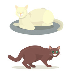 Different cat cute kitty pet cartoon cute animal cattish character set catlike illustration