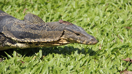 Monitor Lizard Relax And Forage On Green Grass Freedom Of Life