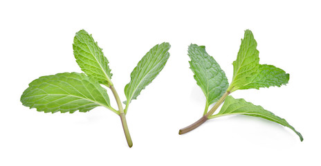 fresh mint leaf isolated on white background © boonchuay1970