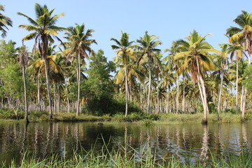 Fototapeta na wymiar Backwater And Coconut Plantation On Poovar Islnnd India