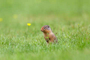Naklejka na ściany i meble Richardson ground squirrel peering from burrow with yellow flowers on grass