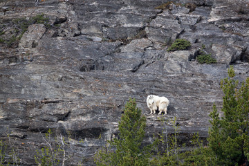 A Mountain Goat billy pauses on a ledge