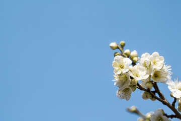 Beautiful plum Flower in spring