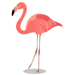 Greater flamingo cartoon bird