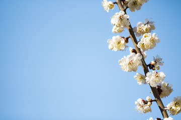 Beautiful plum Flower in spring