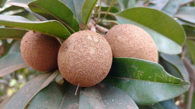chikku or pouteria sapota