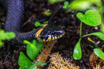 Snake among the green leaves.
A black snake with yellow spots on its head crawls among the green grass.