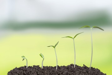 Growth of new life