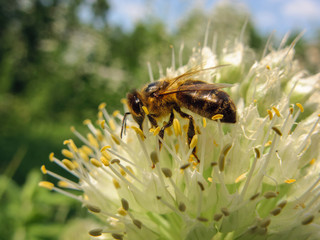 The bee collects the nectar.
Home honey bee on white wild onion flower.