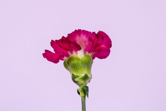 Beautiful Spring Flower Concept Photos