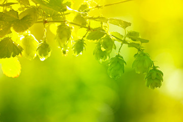 hops green cones vegetable background.cones of hops on a blurred plant background in the sun. Harvest of hops.