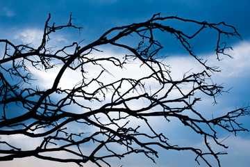 Fototapeta na wymiar Backgrounds, branches, blue silhouettes and scary skies Halloween from Phuket Thailand