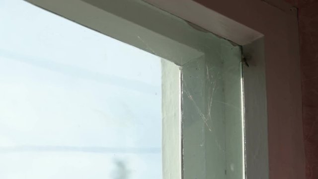 butterfly in the corner of the window in the web